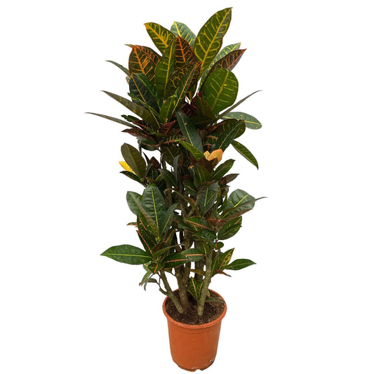Codiaeum (Croton) Petra vertakt