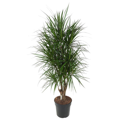 Dracaena Marginata (vertakt)
