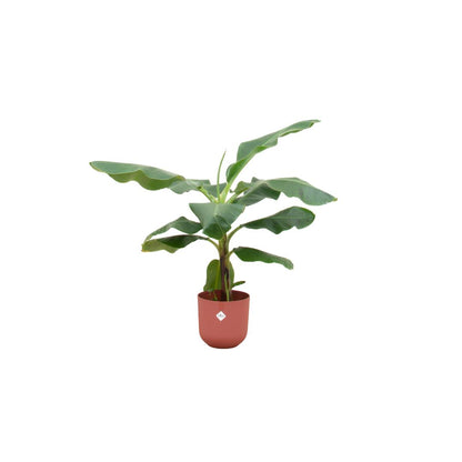 Bananenplant (Musa) + elho Jazz Round
