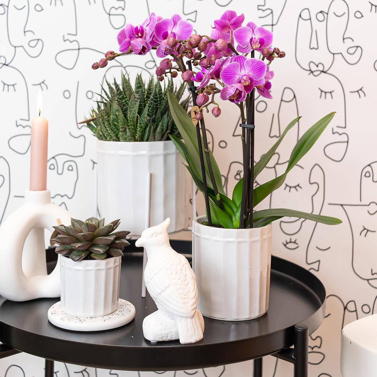 Kolibri Greens | Groene plant - Succulent Haworthia Royal Highnness - potmaat Ø6cm - groene kamerplant - vers van de kweker