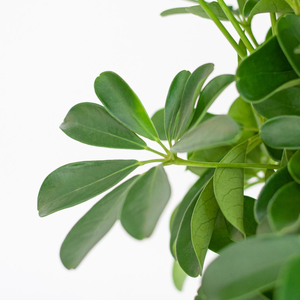 Schefflera Arab Nora met Mand Lissabon wit  - 80cm - Ø19