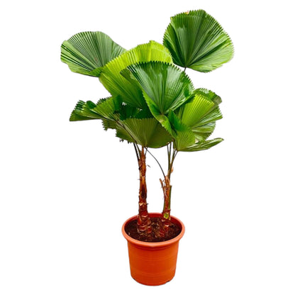 Licuala Grandis (Dubbele stam)