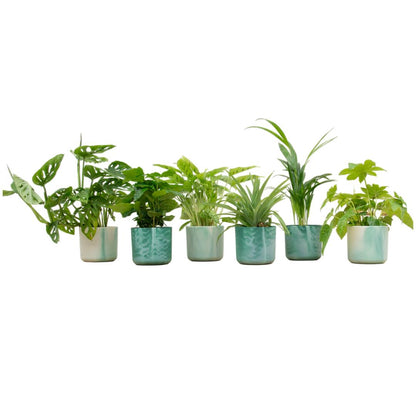 Verrassingsbox - 6 planten + elho Ocean Round
