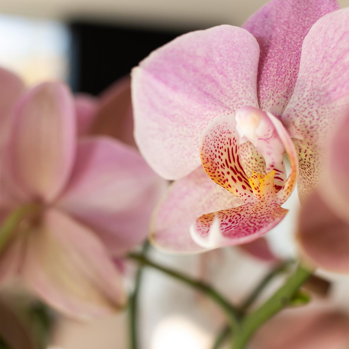 Oudroze Phalaenopsis orchidee - Jewel Treviso - potmaat Ø12cm