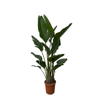 Strelitzia Augusta (multi stam)