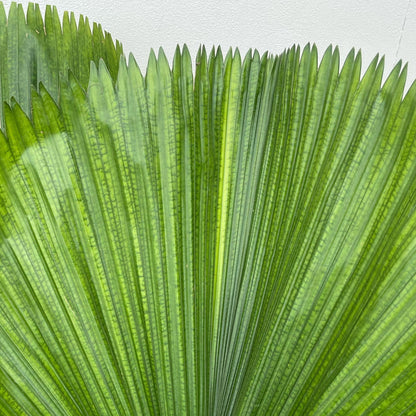 Licuala Grandis (Dubbele stam)