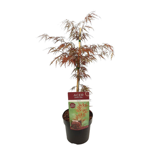 Acer palm (Garnet)
