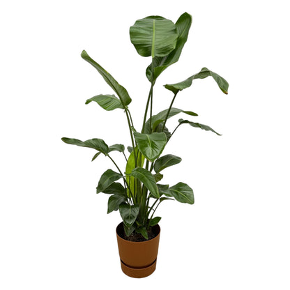 Strelitzia Nicolai + elho Greenville Round