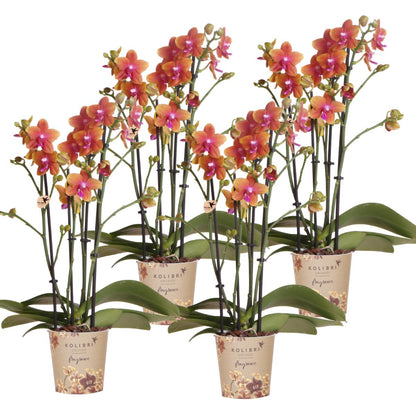 Kolibri Orchids I COMBI DEAL van 4 geurende oranje Phalaenopsis orchideeën - potmaat Ø12cm | bloeiende kamerplant - vers van de kweker