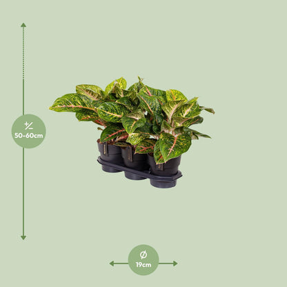 Aglaonema Spring Red