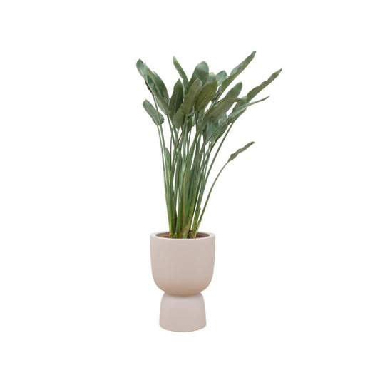 Strelitzia Reginae + elho Pure Coupe