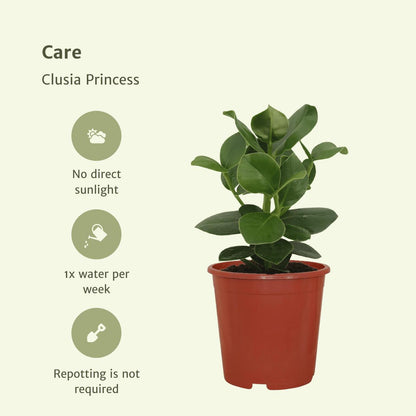 Clusia Princess (Handtekeningboom) - 2 stuks - Ø12cm - ↕15cm