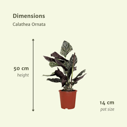 2x Calathea Ornata (Pauwenplant)