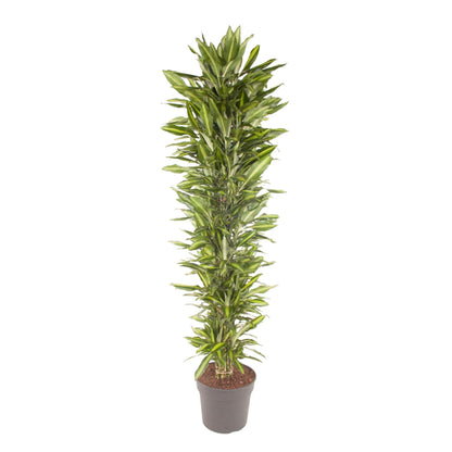 Dracaena Cintho (vertakt)