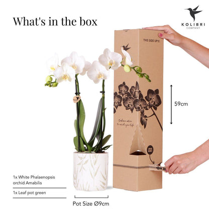 Kolibri Orchids | witte Phalaenopsis orchidee - Amabilis + Leaf pot green - potmaat Ø9cm | bloeiende kamerplant - vers van de kweker