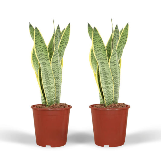 2x Sansevieria Laurentii (Vrouwentong)