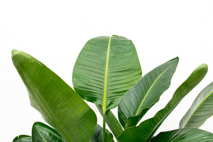 Strelitzia Nicolai XL