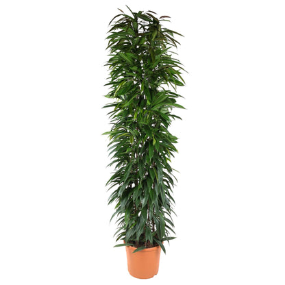 Ficus Alii King (zuil)