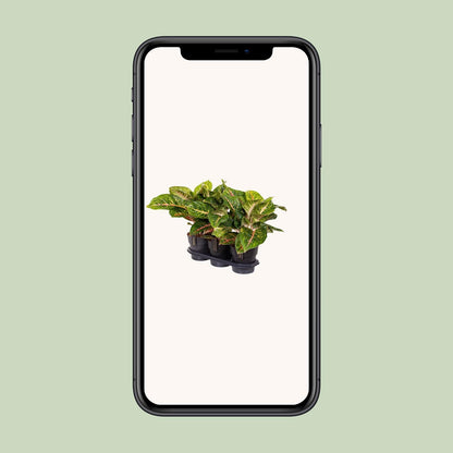 Aglaonema Spring Red