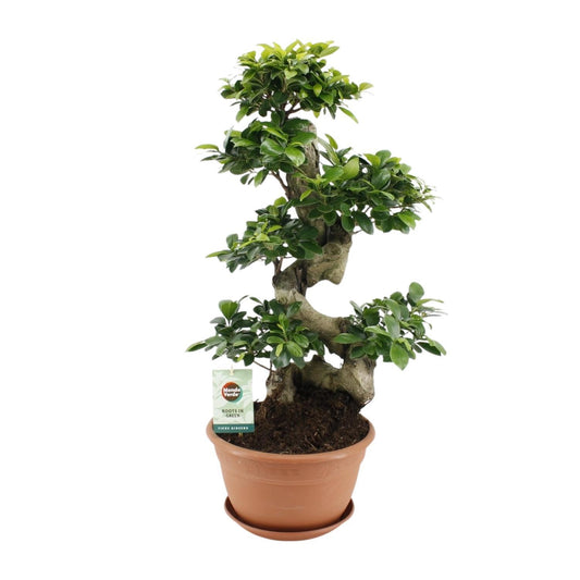 Ficus Ginseng Bonsai