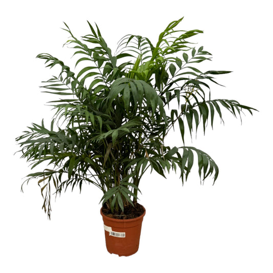 Chamaedorea Elegans