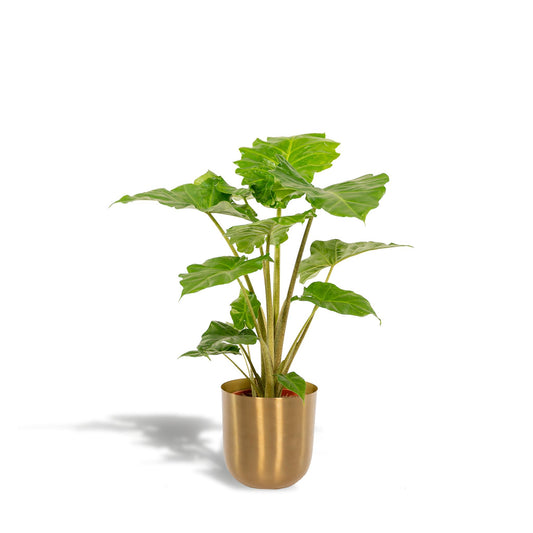 Alocasia Portodora + Pot Mayk