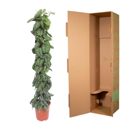 Scindapsus Pictus Trebie mosstok - 160 cm - ø27