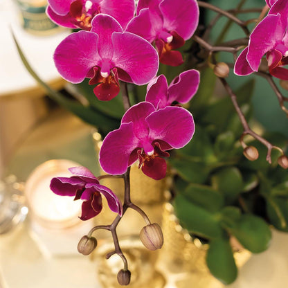 Paarse Phalaenopsis orchidee - Morelia + Diamond sierpot goud - potmaat Ø9cm - 35cm hoog