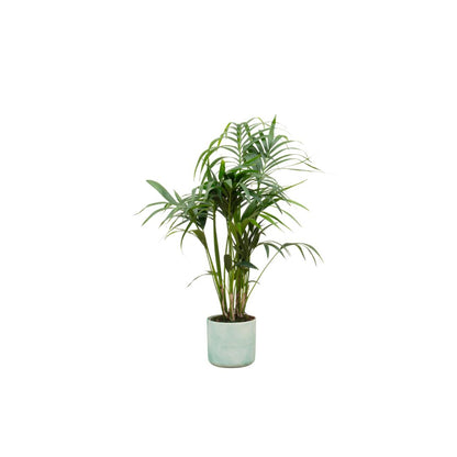 Kentia palm + elho Ocean Round