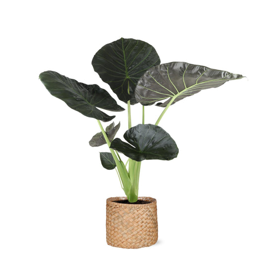 Alocasia Regal Shield in Albury mand