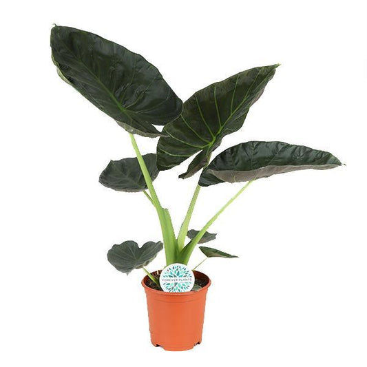 Alocasia Regal Shield
