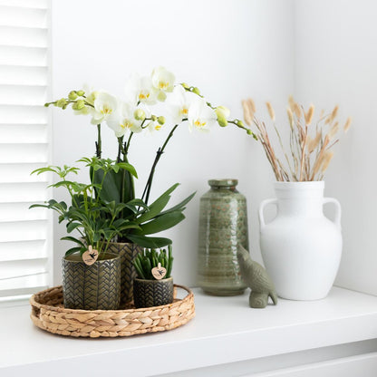 Hummingbird Home | Coupe décorative - Plateau rond en jacinthe Ø30cm