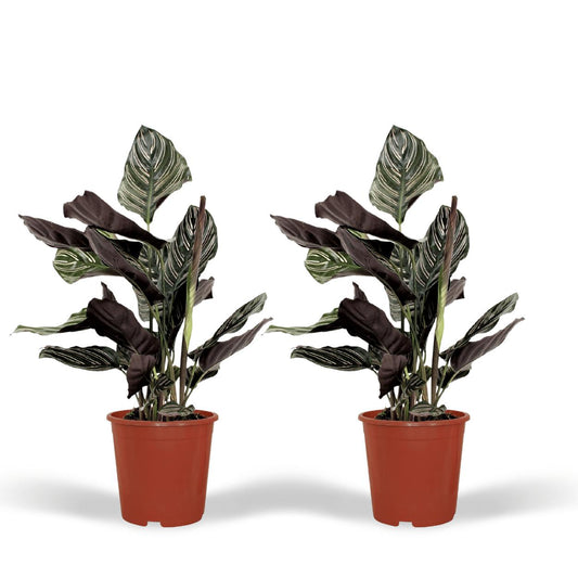 2x Calathea Ornata (Pauwenplant)