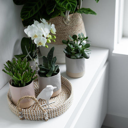 Hummingbird Home | Bol décoratif - Plateau tressé blanc Ø30cm
