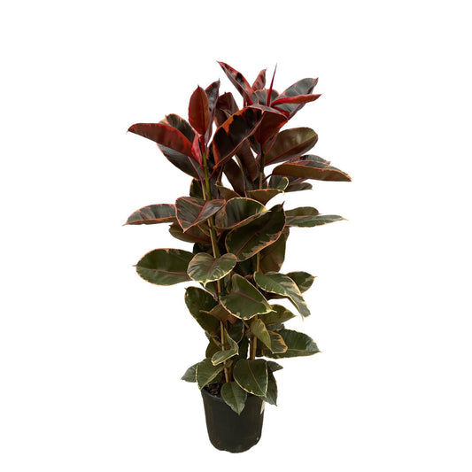 Ficus Elastica Belize (struik)