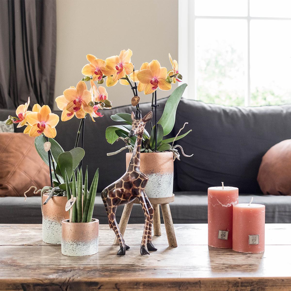 Plantenstandaard - Houten planten verhoging Ø12cm