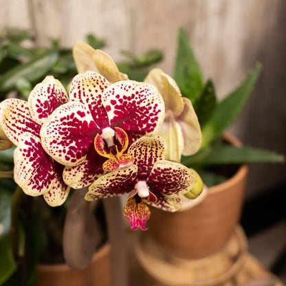 COMBI DEAL van 2 Orchideeën