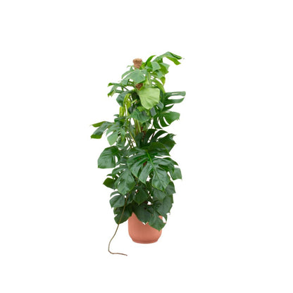 Monstera Pertusum XL + elho Vibes Fold Round