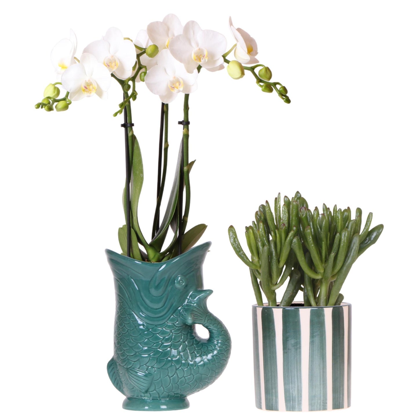 Set van witte orchidee Amabilis in Fish pot groen en succulent in Painted Stripe pot groen - potmaat Ø9cm