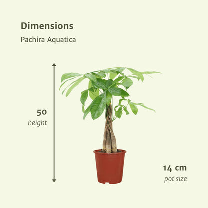 2x Pachira Aquatica (Geldboom)