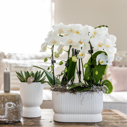 Hummingbird Home | Pot Diabolo blanc - Ø6cm