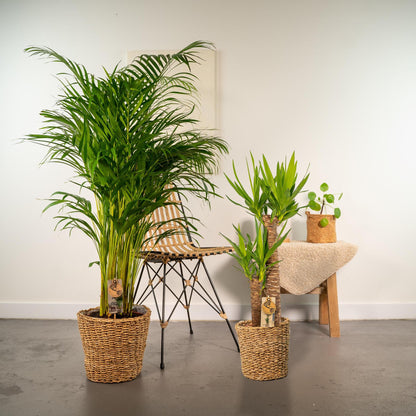Combi deal: Yucca (100 cm) + Areca (130 cm)