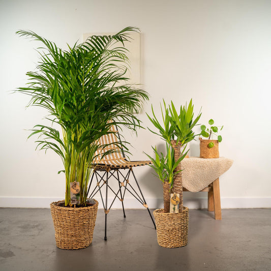 Combi deal: Yucca (100 cm) + Areca (130 cm)