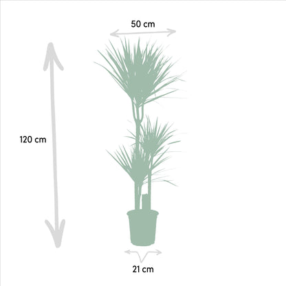 Combi deal: Dracaena (120 cm) + Yucca (100 cm)