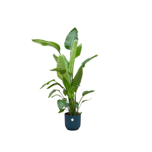 Strelitzia Nicolai + elho Vibes Fold Round