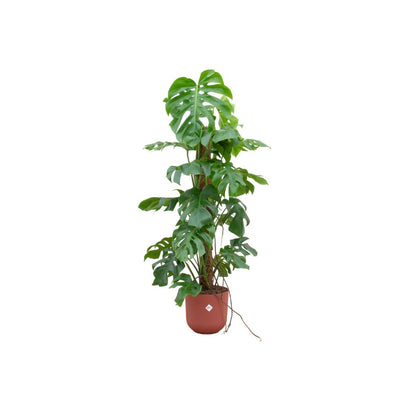 Monstera Pertusum XL + elho Jazz Round