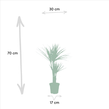 Combi deal: Dracaena (120cm) + Dracaena (70cm)