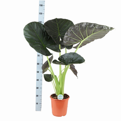 Alocasia Regal Shield