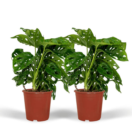 2x Monstera Monkey Leaf  (Gatenplant)