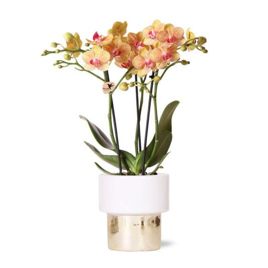 Witte Phalaenopsis orchidee – Jamaica + Lush pot – potmaat Ø9cm – 40cm hoog